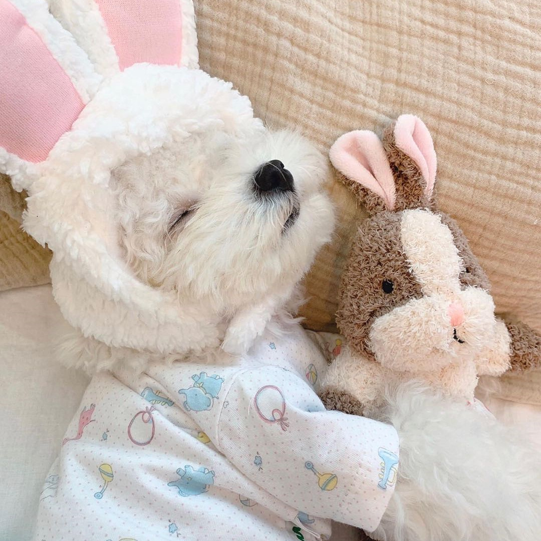 Beejay Squeaky Voice Luxury Korean Designer Pet Dog Plush Toys Interactive Pet Dog Chew Toy