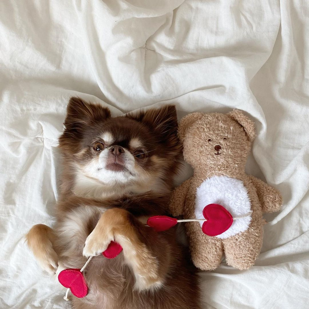 Wholesale Ins New Luxury Korean Designer Soft Squeaky Pet Dog Plush Toys Pet Dog Chew Toys Box