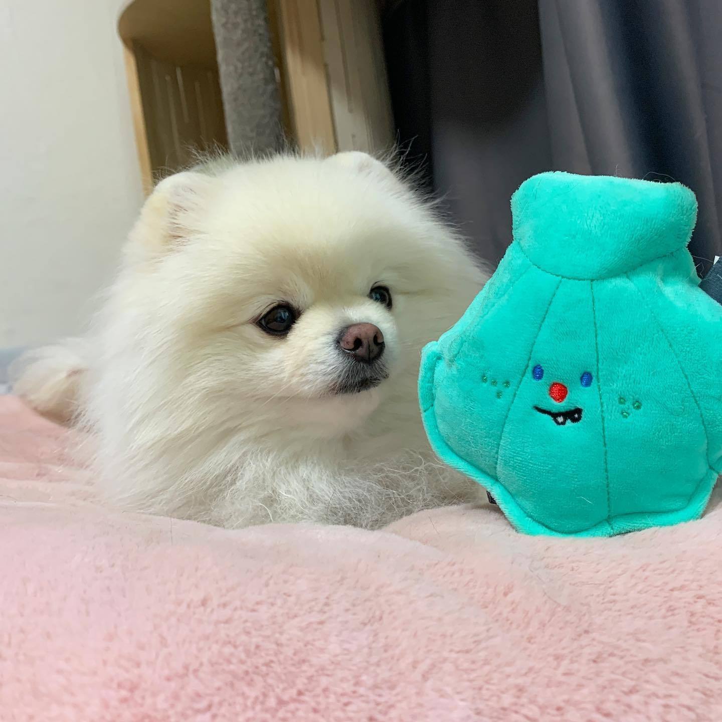 Wholesale 2023 New Korean Designer Luxury Hide And Seek Squeaky Soft Pet Dog Plush Toys Pet Dog Chew Toys