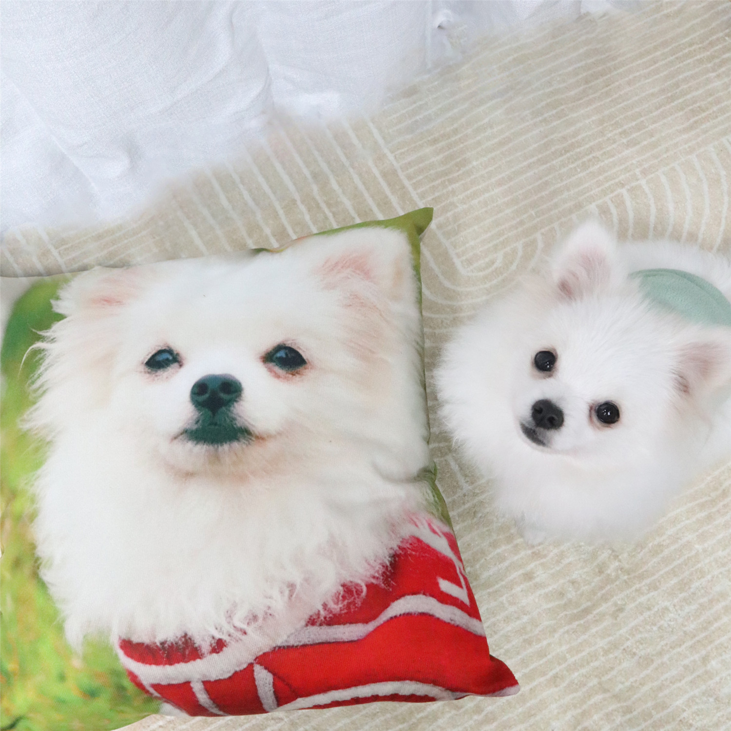 2023 Cute Soft Kawaii Pets Cat Rabbit Dog Decorative Custom Pillowcase Throw Pillow Square Cushion