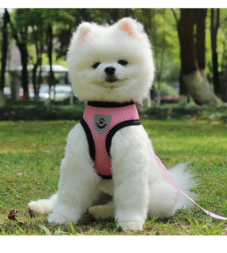 Wholesale 2023 Cheap Summer Breathable Designer Tactical Safety Retractable Wiring Pet Cat Dog Leash Harness Set