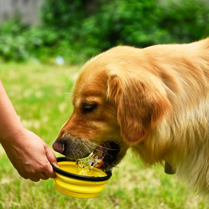 Custom Silicone Collapsible Pet Food Foldable Dog Bowl Portable Collapsible Dog Bowl