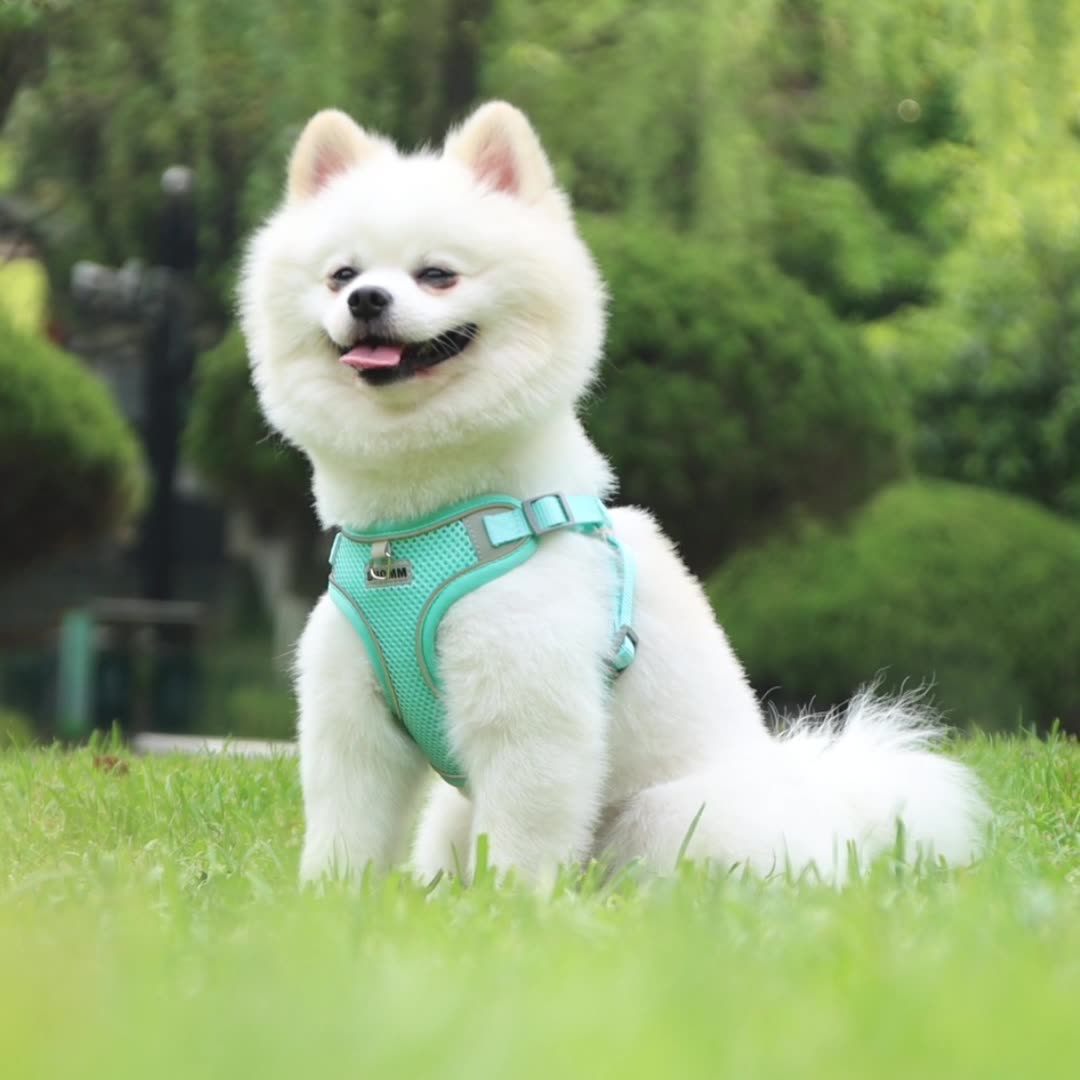 Manufacturer Wholesale Cheap Breathable Reflective Stripe Dog Harness With Leash Set