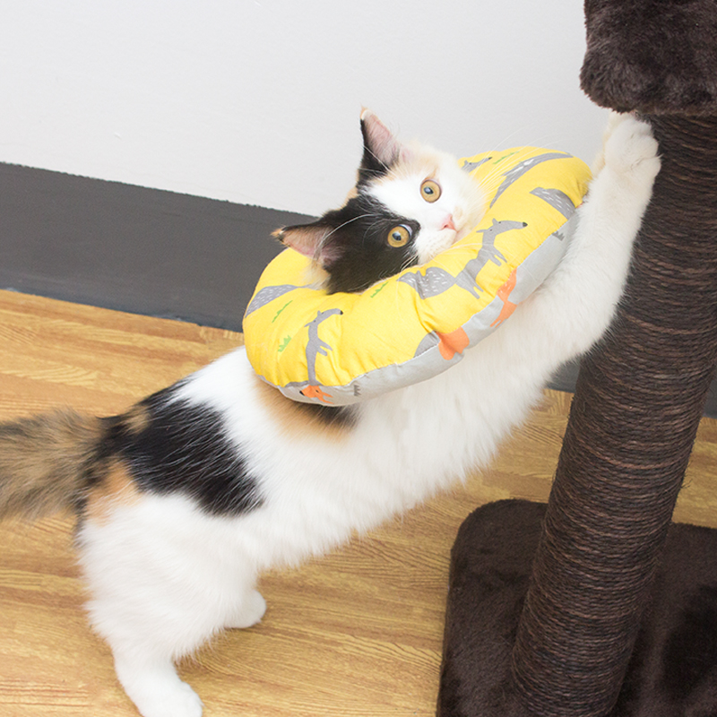 Wholesale Manufacturer Waterproof Pp Cotton Adjustable Circle Pet Dog Cat Elizabeth Collar