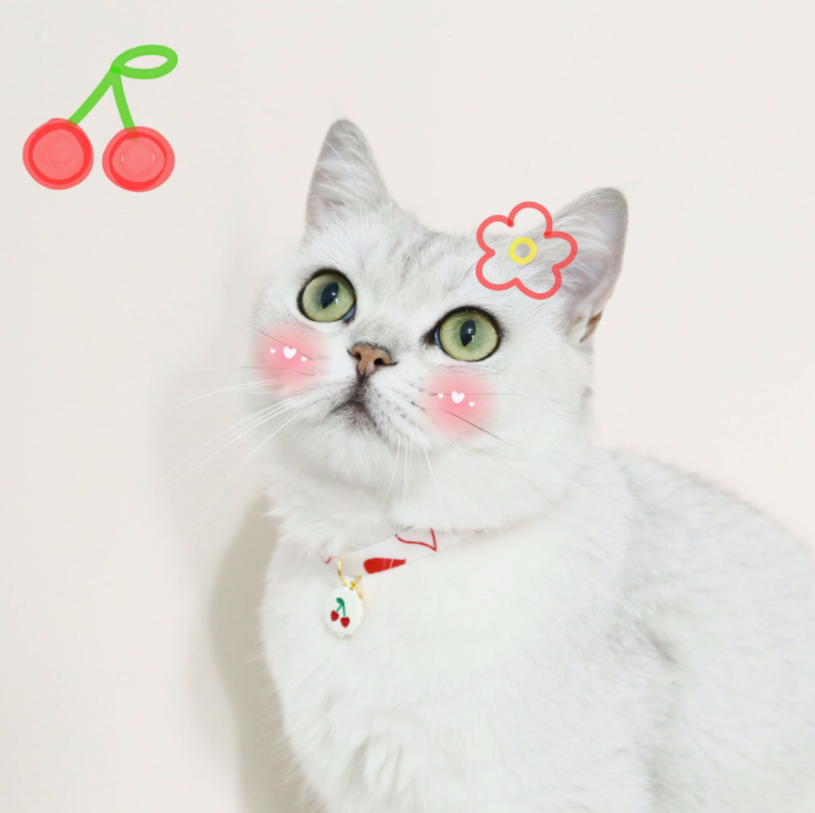 Pet Adjustable Anti-choking Cat Dog Collar Cute Bell Choker