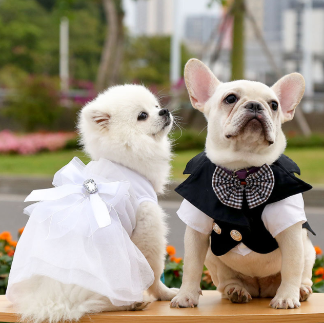 Hot Selling In Stock Summer Groom's Wedding Dress Pet Dog Clothes