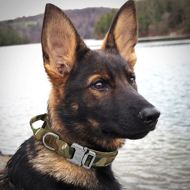 Adjustable Tactical Dog Collar With Handle