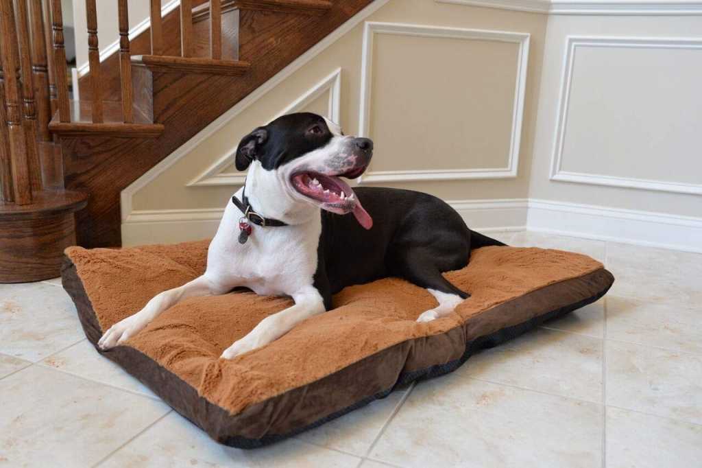 Amazon Ing Product Custom Pet Beds Accessories Large Memory Foam Dog Bed