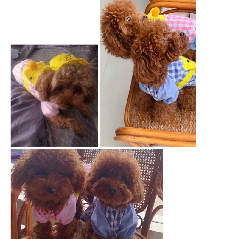 Amazon Top Product Duck Printed Pet Clothes Shirts Dog Clothes With Pet Hat