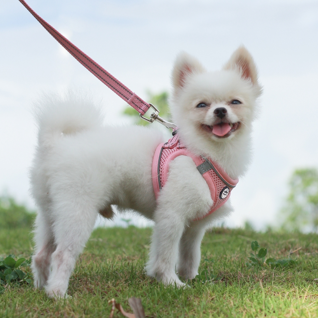 Best Strong Air Mesh Comfortable With Leash Step In Stripe Dog Harness