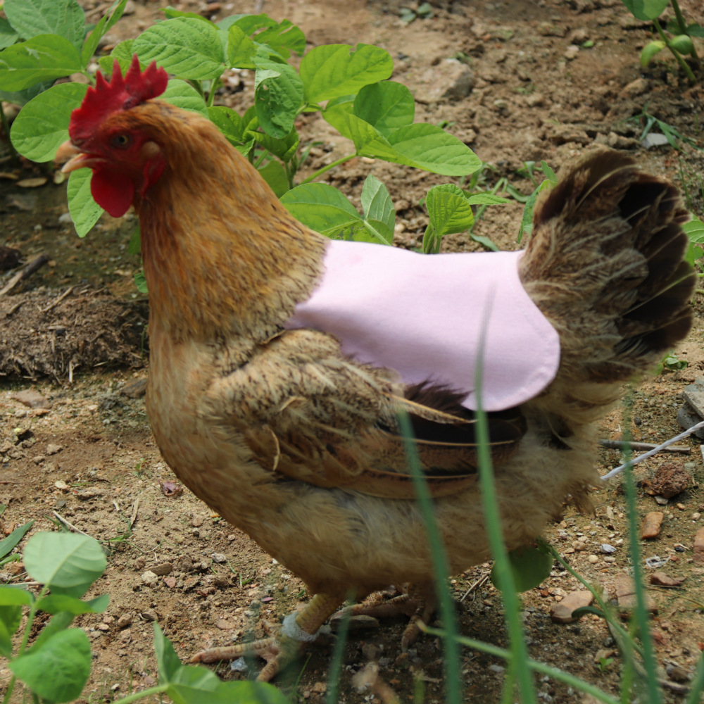 Chicken Jackets Hen Saddles Adjustable Straps Premium Hens Poultry Saver Protector Apron Supplies Chicken Saddles Pet Clothes