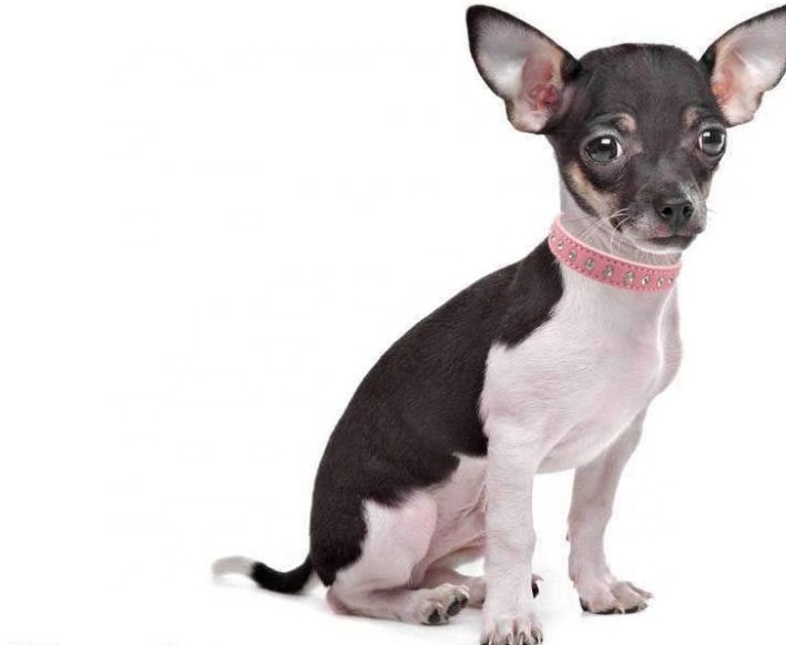 Collar Dog Pet Supplies Leather Pet Collar Adjustable Leather Dog Cat Bell Pet Collar