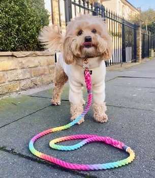 Cotton Round Rope Dog Leash