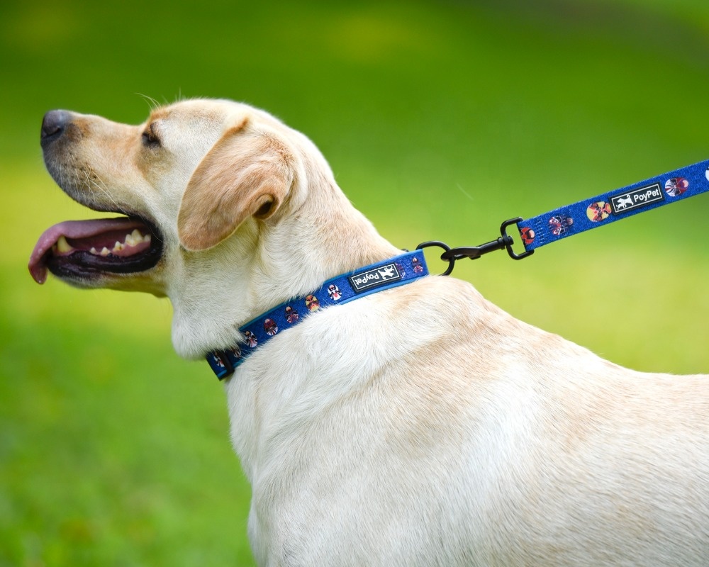 Custom Dog Lead Collar Pet Dog Leash Neoprene Dog Collar Set Pet Product Supplier