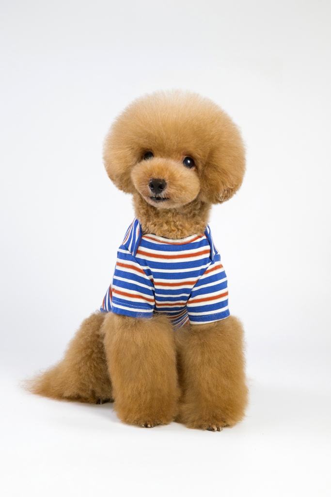 Custom Fashionable Pet Summer Autumn Cloth Dog Cat