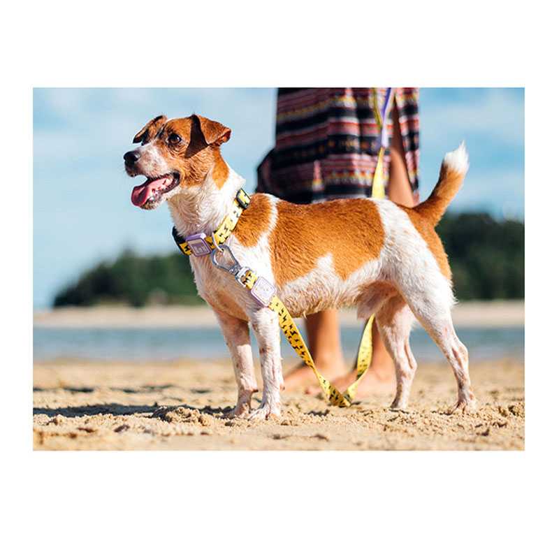 Durable Comfortable Collar Dog Cotton Pet Collars Leashes