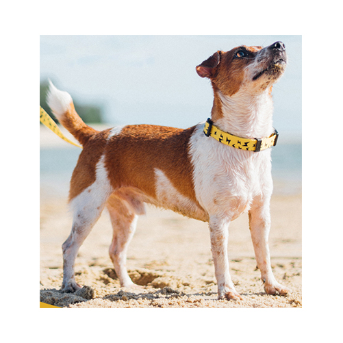 Durable Comfortable Collar Dog Cotton Pet Collars Leashes