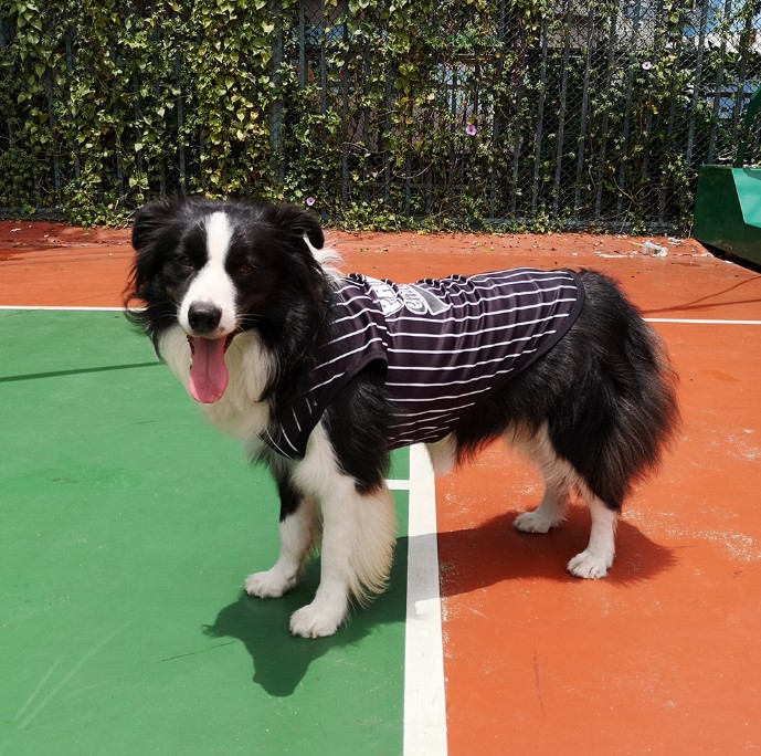 Mesh Vertical Stripes Vest Football Basketball Pet World Cup Clothing Big Dog Clothes Supplies