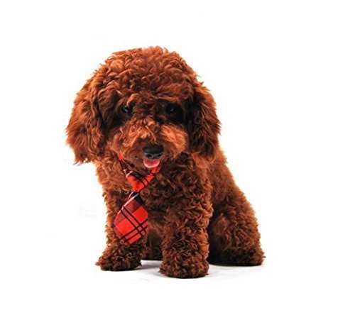 Nice Pet Tie Pet Accessories Suppliers In India