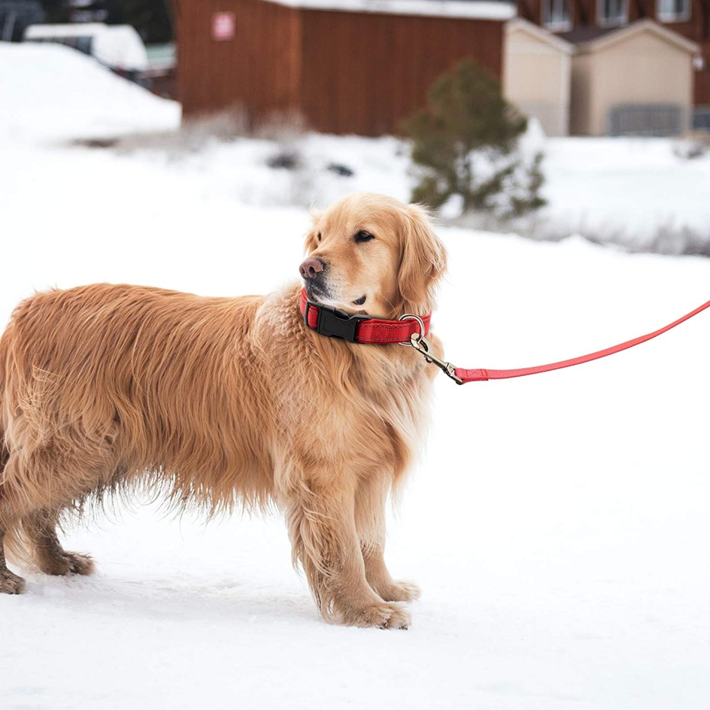 Nylon Harness Dog Leash Pet Walk