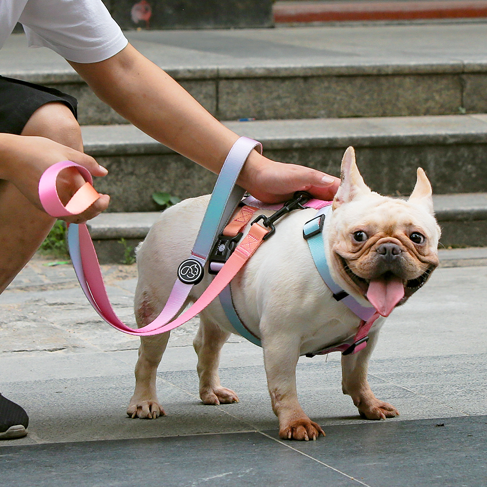 Personalized Nylon Dog Collar Leash Set Purple Color Pet Collar Leash With Rubber Logo