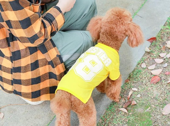 Pet Dog Sport Wear With Spring Summer