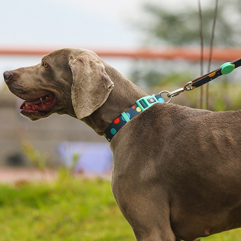 Pet Supplies Customized Sublimation Collar Dog Puppy Leash Collar Set