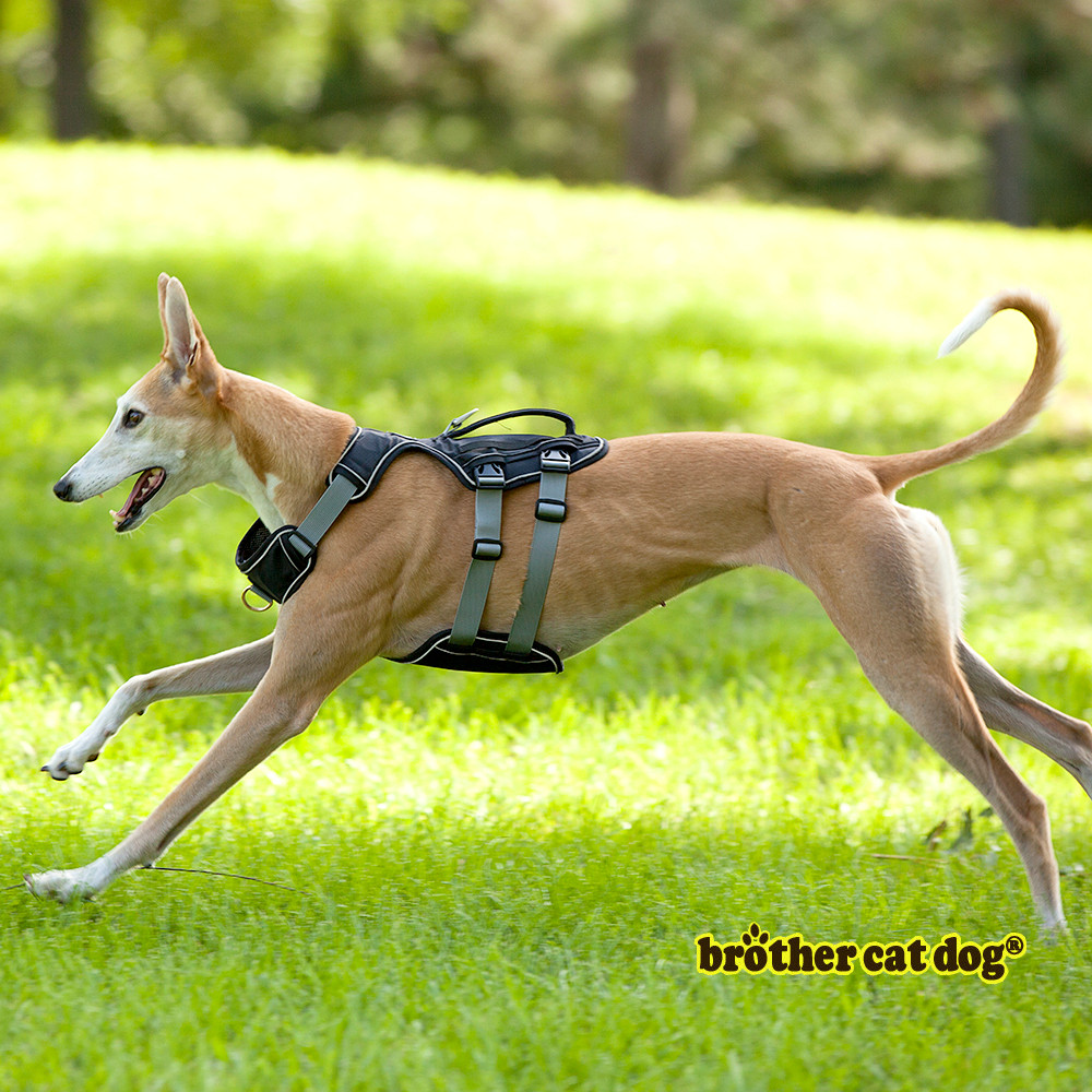 Reflective Outdoor Vest Dog Harness Large Dog