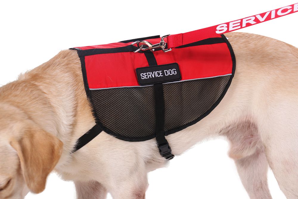Service Dog Mesh Dog Harness With Pp Webbing Polyester