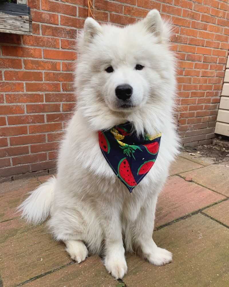 Soft Washable Cotton Red Strawberry Dog Bandana Sublimation Custom Logo Dog Bib Triangle Cat Scarf Bandana