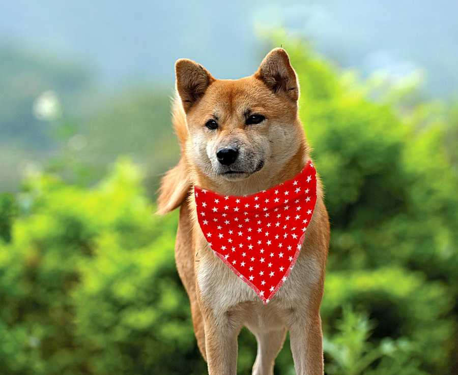 Sublimation Pet Neck Bandanas Scarf Adjustable Neckwear Square Polyester Cotron Pet Bandana