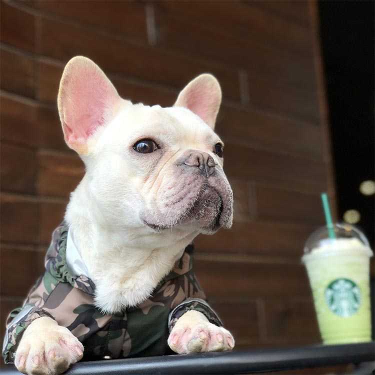 Waterproof Camouflage Outdoor Holiday Dog Clothes French Bulldog