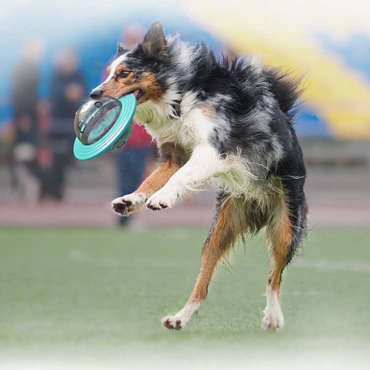 Wholesaler High Performance Interactive Pet Dog Toys