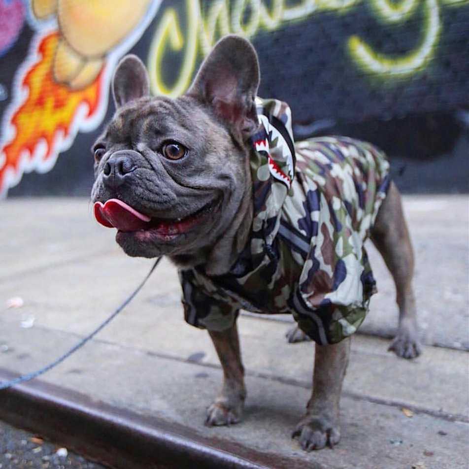 Windproof Dog Camouflage Raincoat Waterproof Shark Pattern Pet Hooded Big Dog Jacket Coat