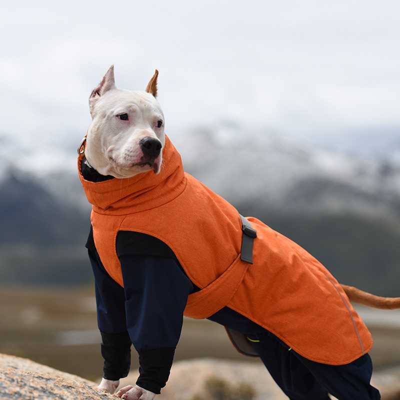 Wonderful Outdoor Large Dog Clothes Snowy Adventure Waterproof Padded Warm Dog Jacket Coat