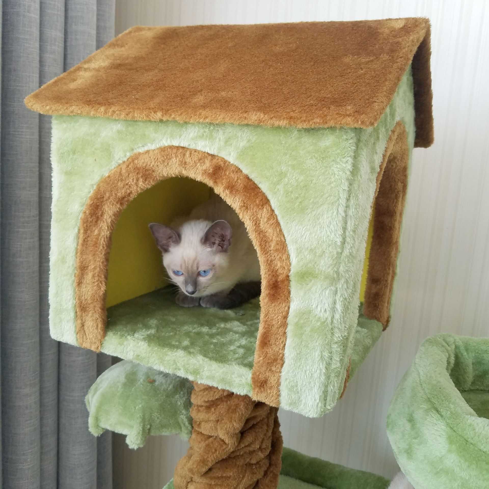 Amazon Attractive Cactus Scratching Cardboard Ceiling Cat Tree House Tower Condo Multiple Cats