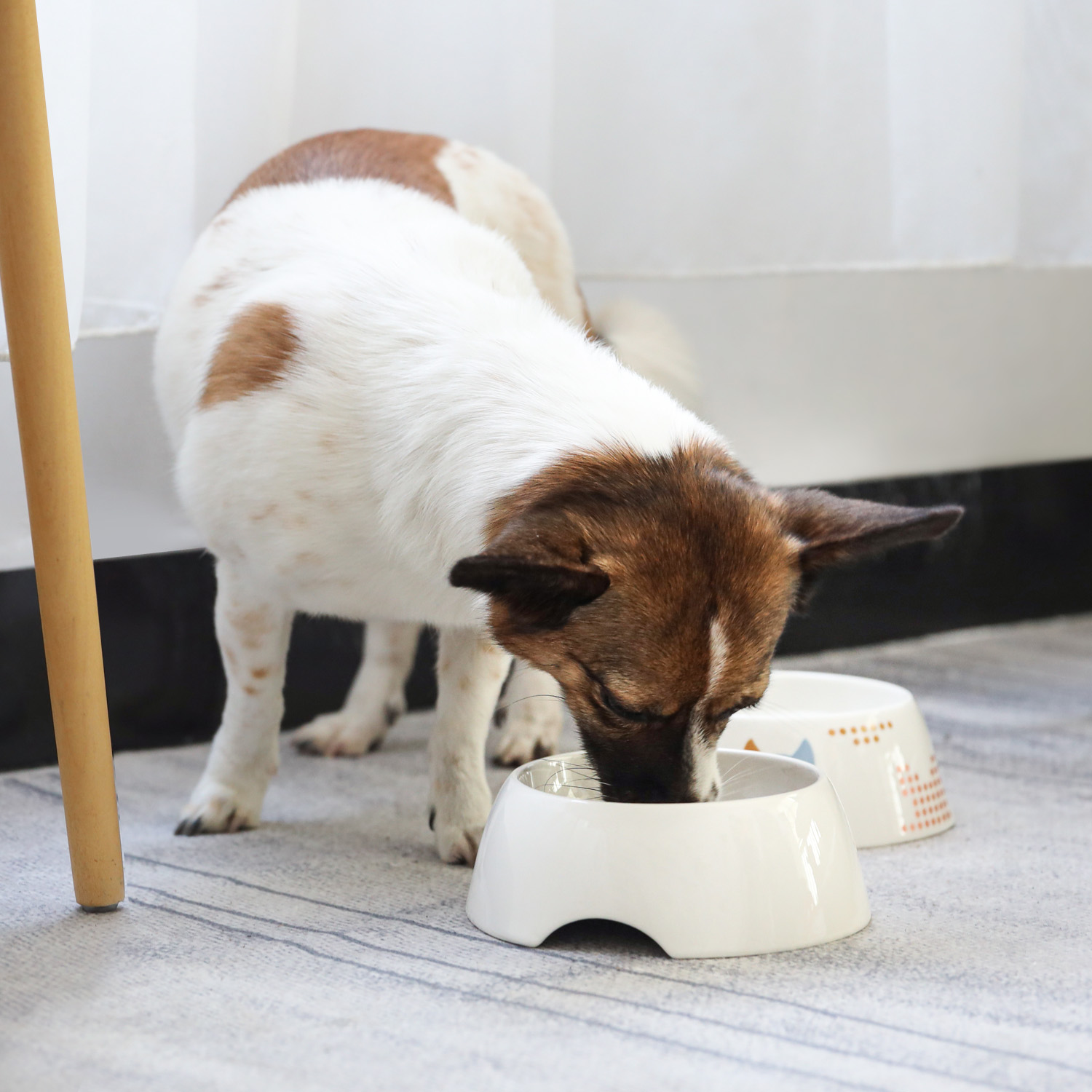 Best Sale Ceramic Portable Personalised Dog Bowl