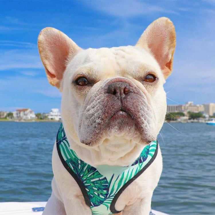 Dog Collar Pet Supplies Breathable Mesh Dog Harness