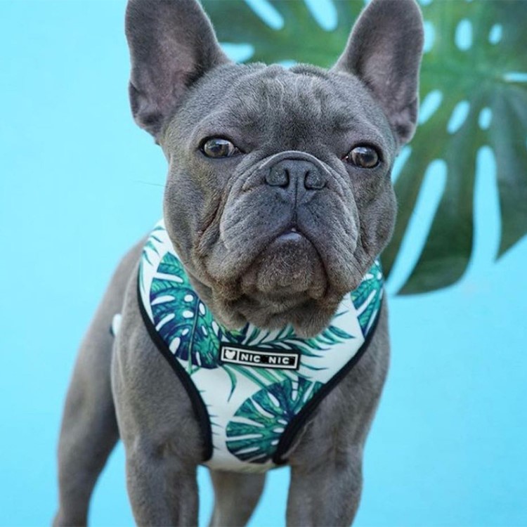 Dog Collar Pet Supplies Breathable Mesh Dog Harness