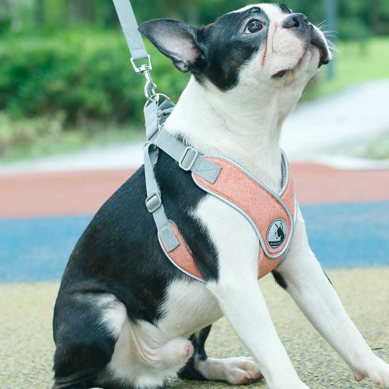 Multicolored Waterproof Harness Dog Outdoor Activities Lovable Dog Harness Pet