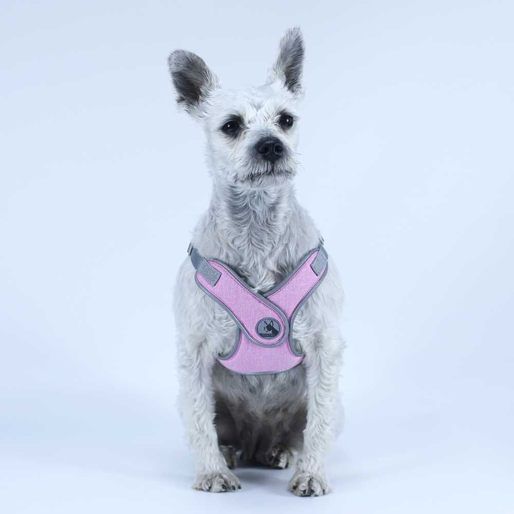 Multicolored Waterproof Harness Dog Outdoor Activities Lovable Dog Harness Pet