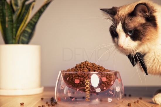 Pawoof Double Glass Wall Cat Food Bowl Stylish Cat Bowl Pet Bowl