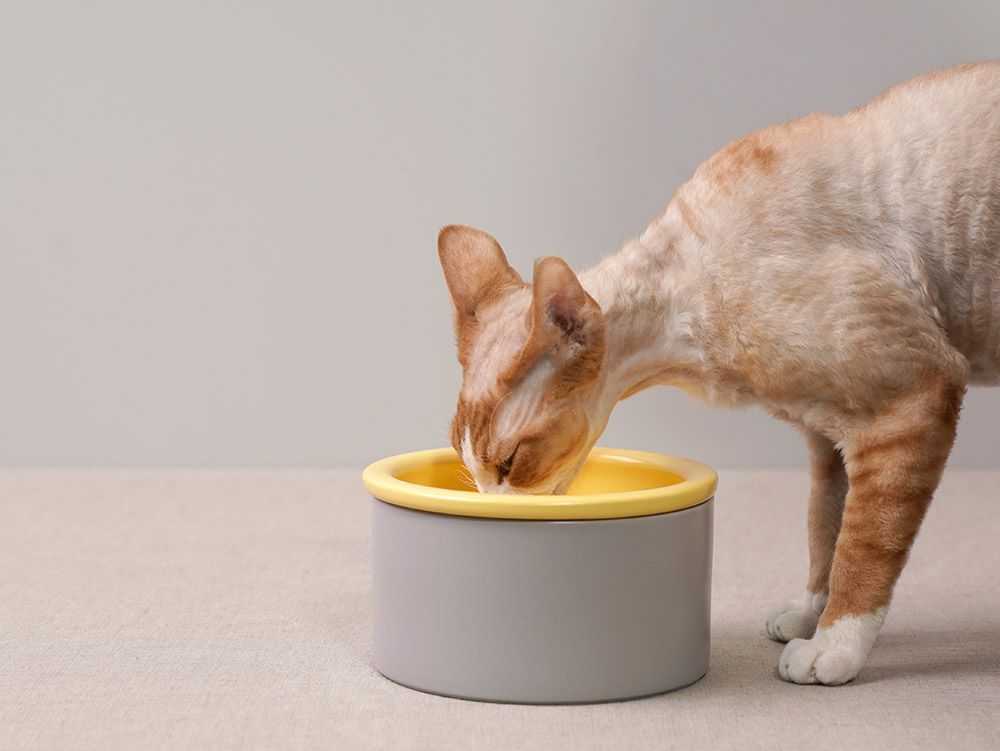 Pet Bowl From Korea Ceramic Bowl Stone Bowl Pet Feeder Stone Feeder Ceramic Feeder Food Storage Utensil