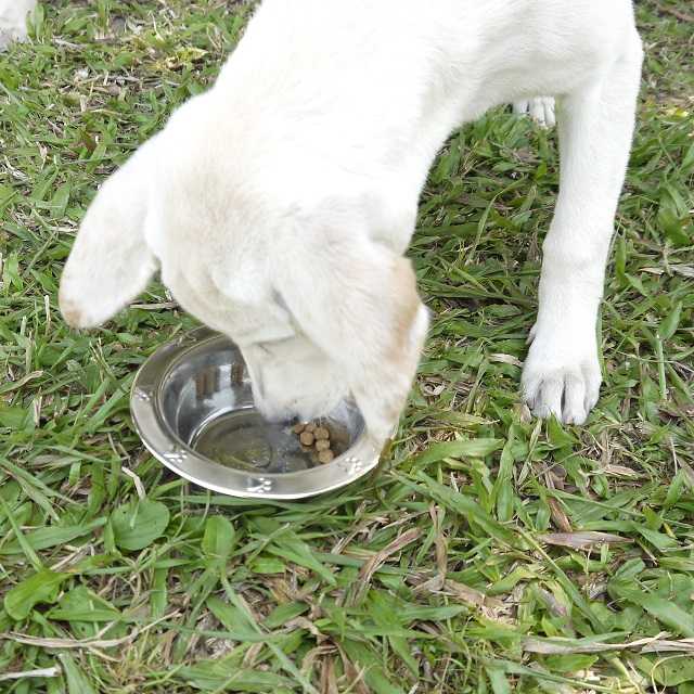 Pet Product Stainless Steel Embossed Standard Feeding Dog Bowls