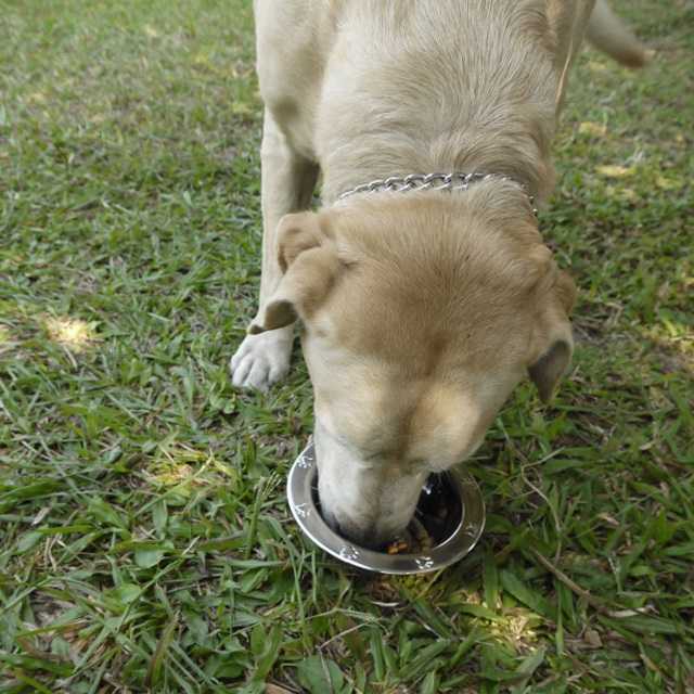 Pet Product Stainless Steel Embossed Standard Feeding Dog Bowls