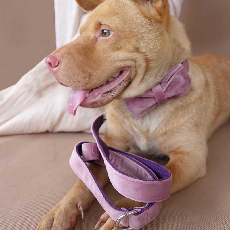 Velvet Dog Leash Spring Dogs Innovative Products Pet Collar Best Products Custom Purple Velvet Pet Dog Collars