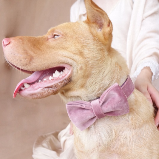 Velvet Dog Leash Spring Dogs Innovative Products Pet Collar Best Products Custom Purple Velvet Pet Dog Collars