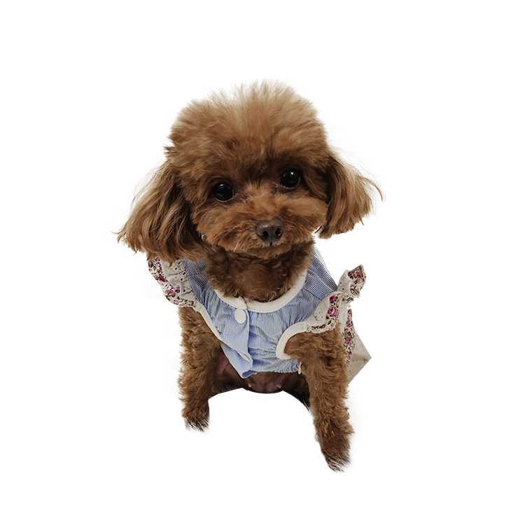 Pets Cloths Dog Clothes Clothing Pet Dress With Lace