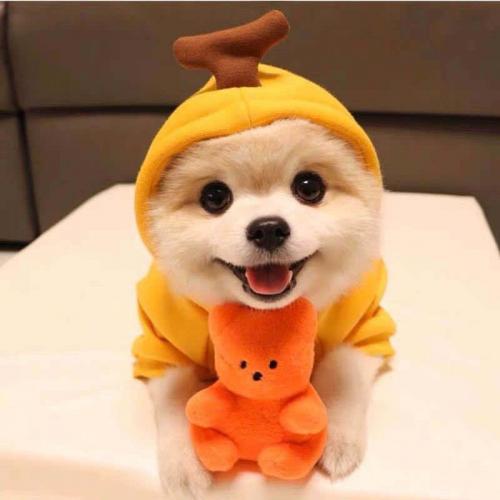Halloween Dog Fashions Pet Clothes Fruit Cosplay Costume Winter Warm Hoodies Pet Clothing Dog Clothes