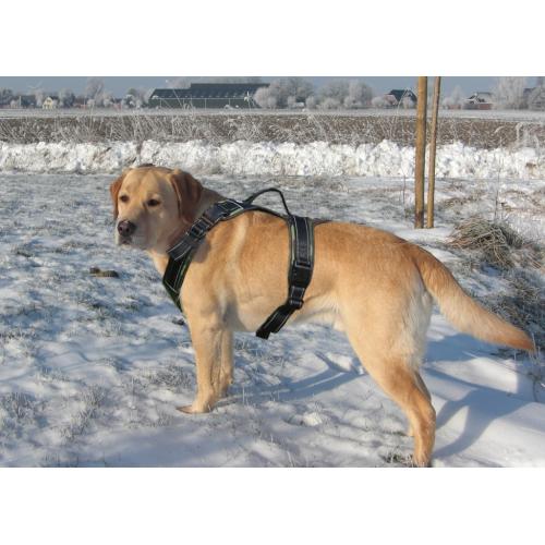 Pet Supplies Adjustable Heavy Duty Quick Release No Pull Dog Harness Small  Medium  Large Dog